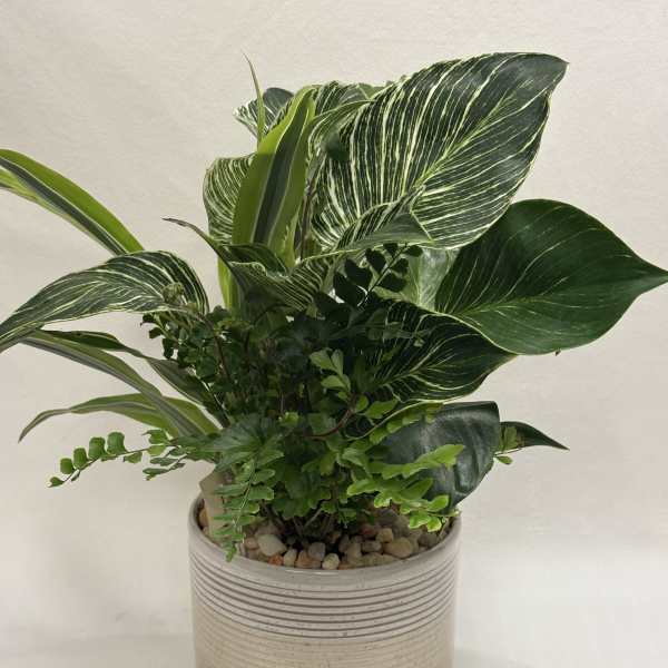 Potted green houseplant arrangement in a ribbed ceramic planter