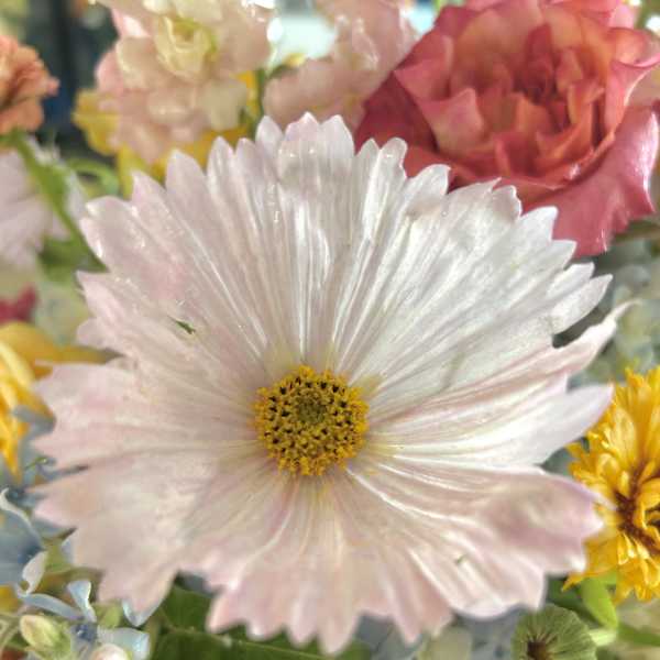 Close-up bouquet with a pale pink daisy-like bloom and mixed pastel flowers
