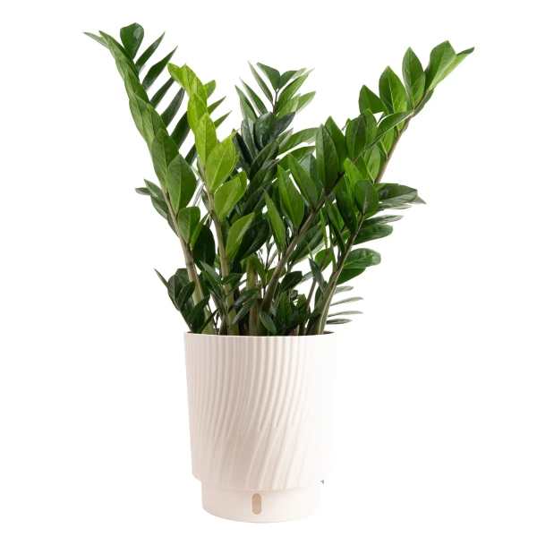 Zamioculcas ZZ