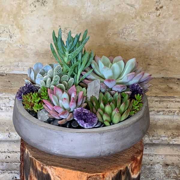 Succulent arrangement in a round gray bowl planter