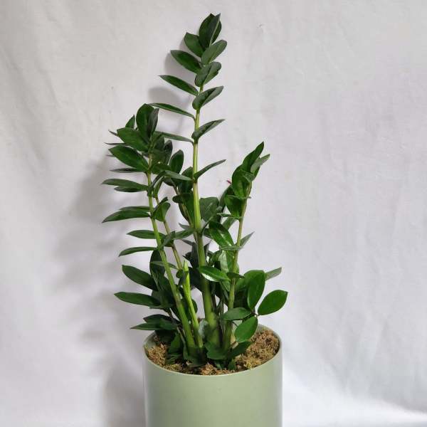 8" ZZ Plant