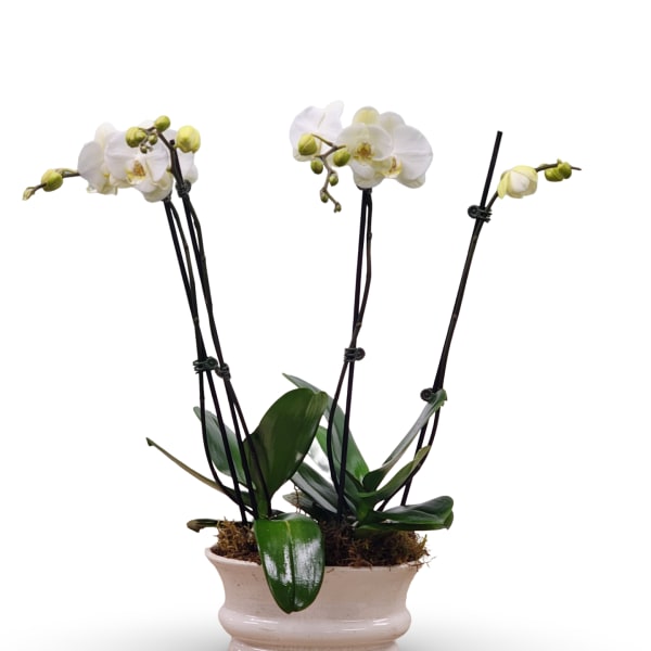 White orchid plant in a cream ceramic pot