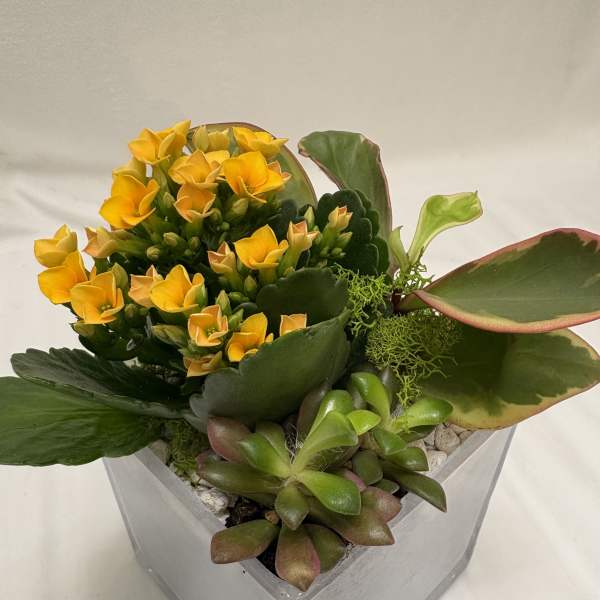 Colorful Succulents