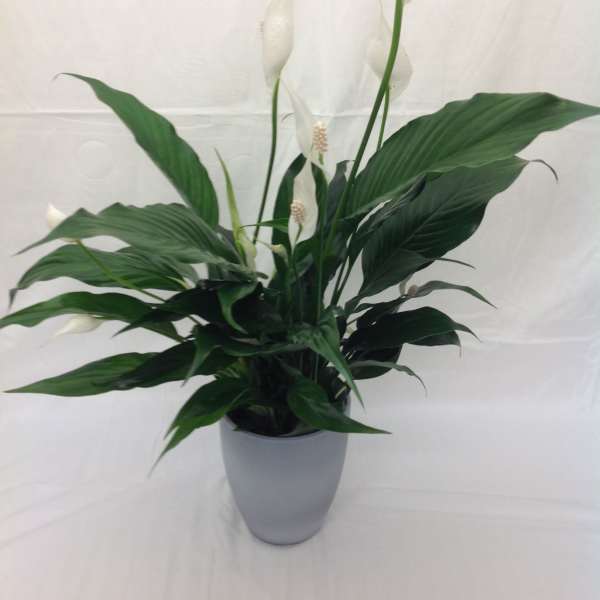 Peace lily plant