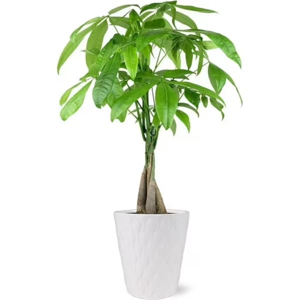 Money Tree