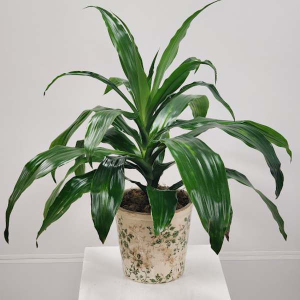 6" Dracena Plant
