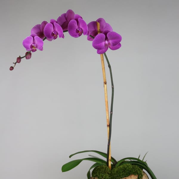 Wood Orchids