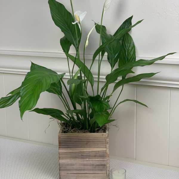 Potted peace lily with white blooms in a wooden planter