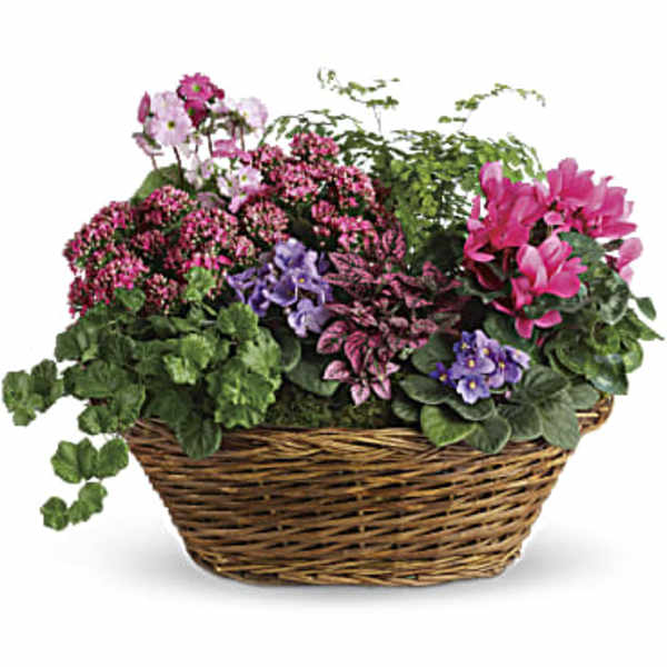 Mixed flowering plants in a wicker basket