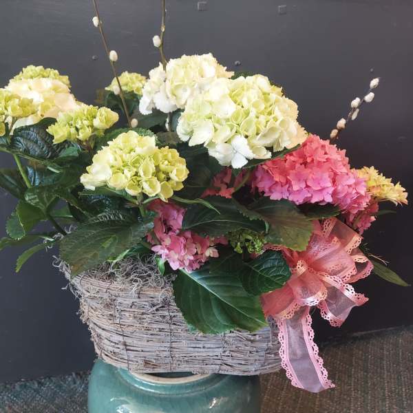 Basket arrangement of hydrangeas in pink, white, and green with a pink ribbon