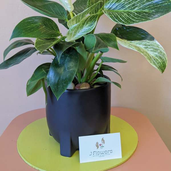 Variegated green potted plant in a black container