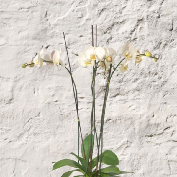 The Majestic Duo:Double Stem Orchid