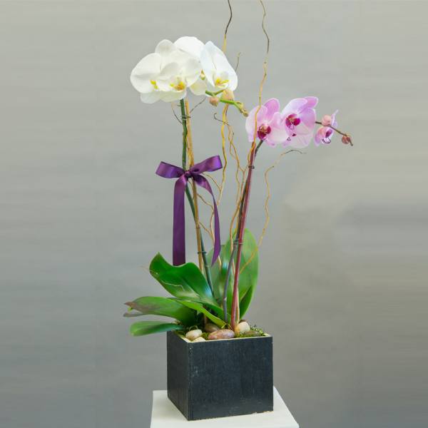 Potted orchid arrangement with white and pink blooms in a black square planter
