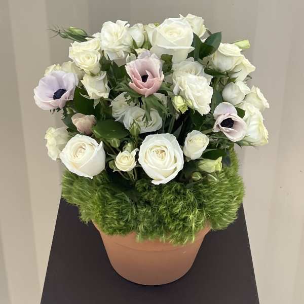 White and pale pink flowers arranged in a terracotta pot with green moss