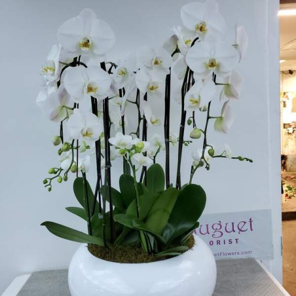 White orchid arrangement in a round white planter
