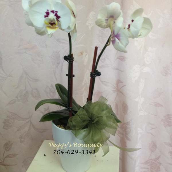 Potted white orchids with purple centers and a green ribbon bow