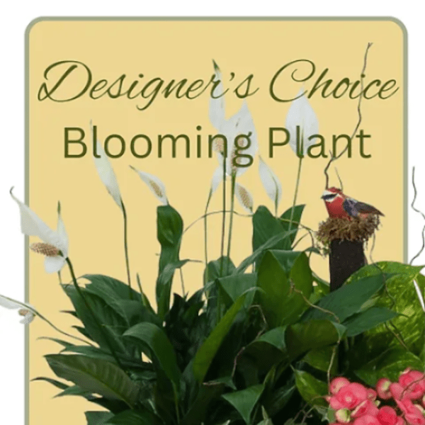 Blooming plant with white spathes and pink flowers in a decorative display