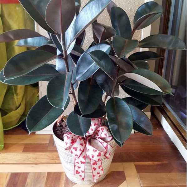 Rubber Plant