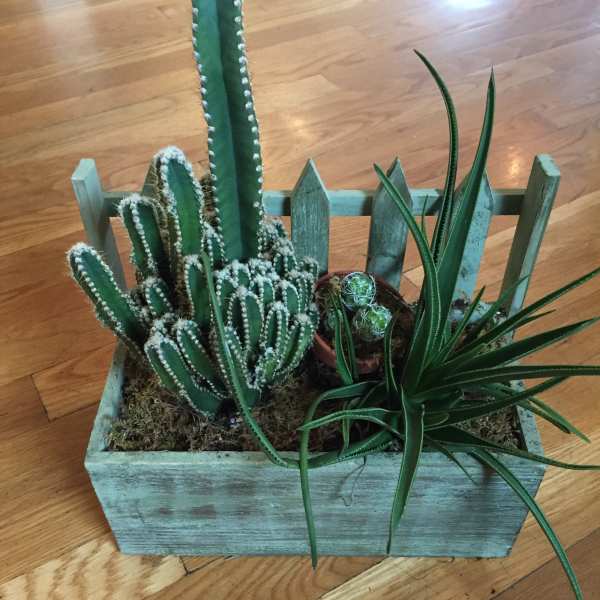 Succulents garden