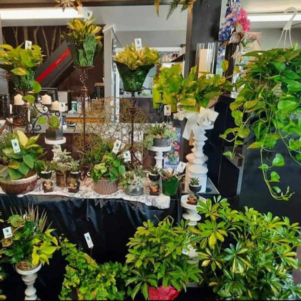 Assorted potted plants and greenery arranged on display tables