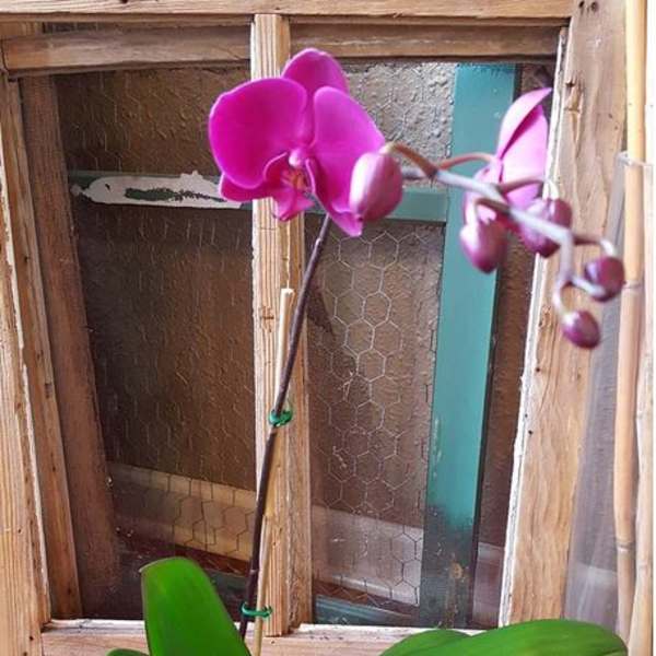 Pink orchid plant in a small pot with broad green leaves