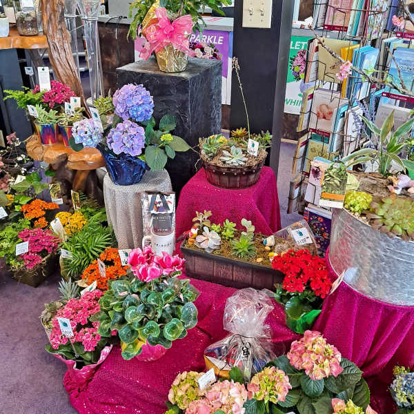 Assorted potted flowers and plants displayed on colorful stands in a shop.