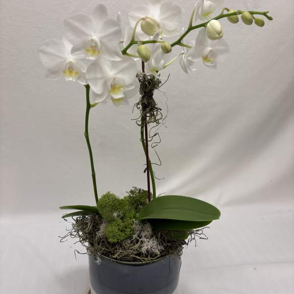 White orchid plant in a blue pot with a matching saucer