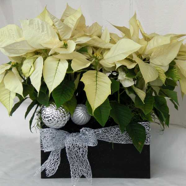 Potted poinsettia arrangement in a black box with silver ribbon and ornaments