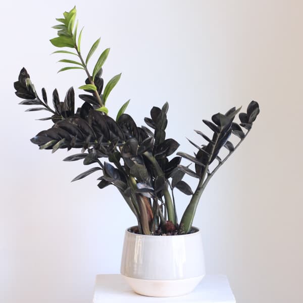 Potted plant with dark glossy leaves in a white ceramic pot