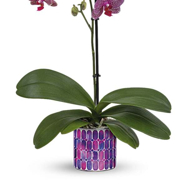 Potted purple orchid with spotted blooms in a patterned ceramic pot