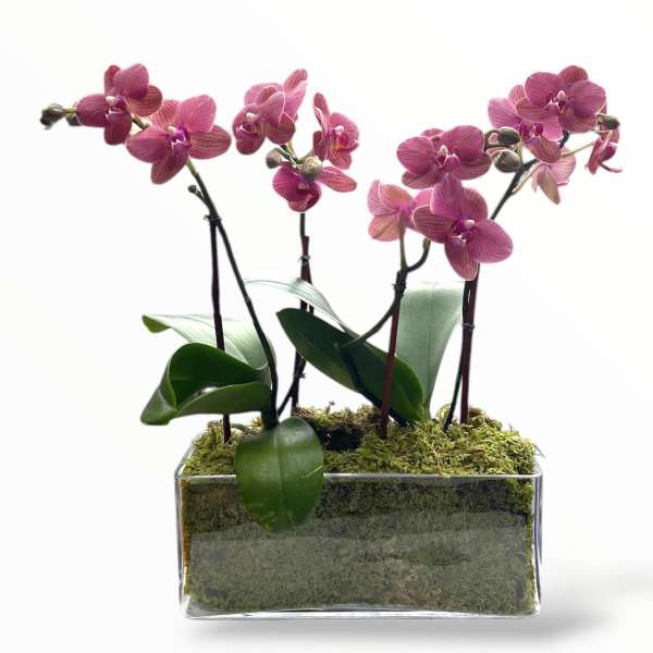 Pink orchid stems in a clear rectangular glass planter
