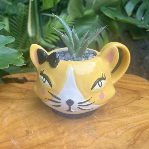 Yellow Cat