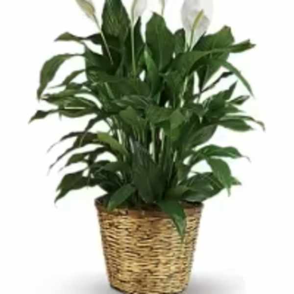 Peace Lily Plant 10"