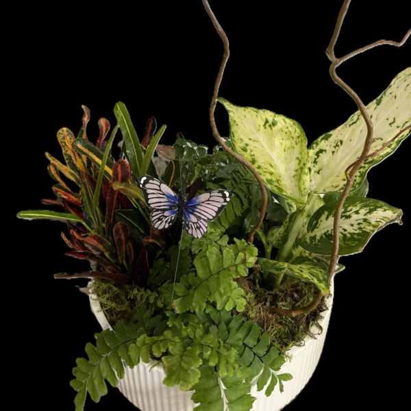 Tropical potted plant arrangement in a white ribbed container with a butterfly pick