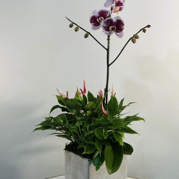 Orchid Serenity Garden