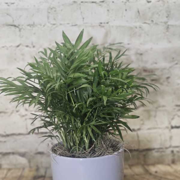 Potted green palm plant in a white ceramic pot