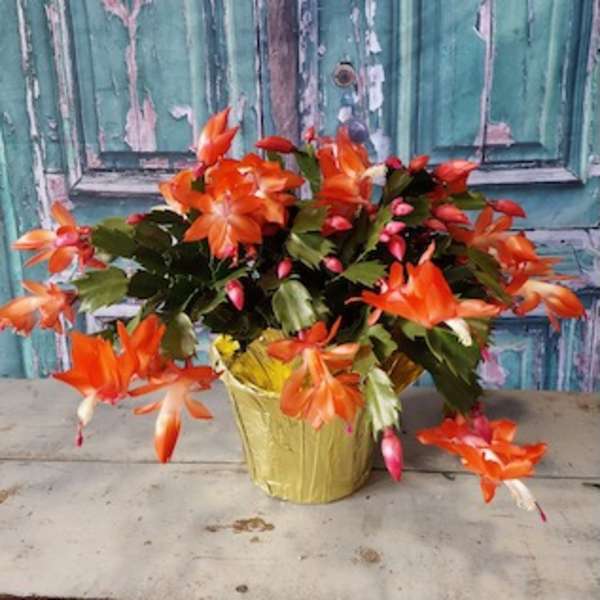 Orange Christmas cactus in a gold pot