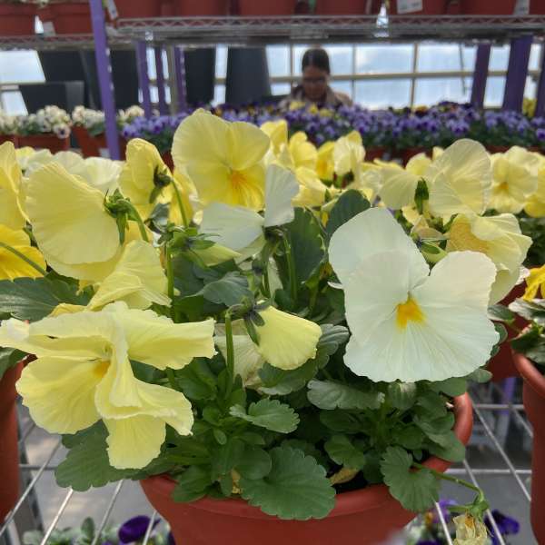Potted yellow and white pansies in a terracotta container