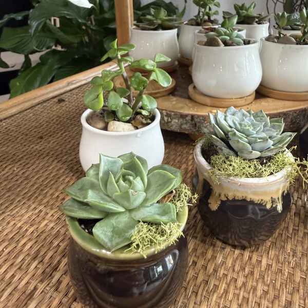 Tiny Desert Garden