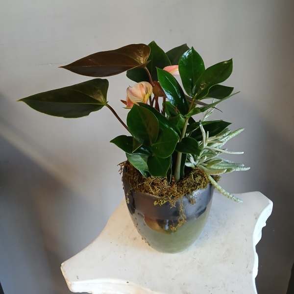 Potted tropical plant arrangement with glossy leaves and pale pink blooms