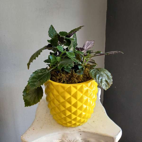 Potted leafy plant in a bright yellow textured pot