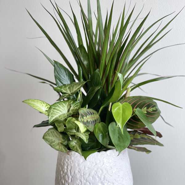 Mixed green houseplants in a white textured pot