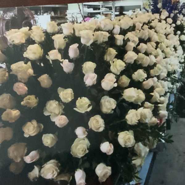 Large display of cream and pale pink roses in a shop setting