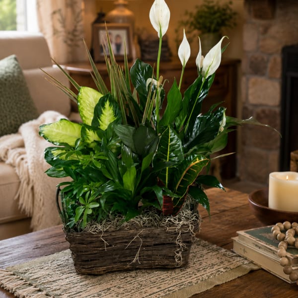 Earth and Elegance Dishgrden