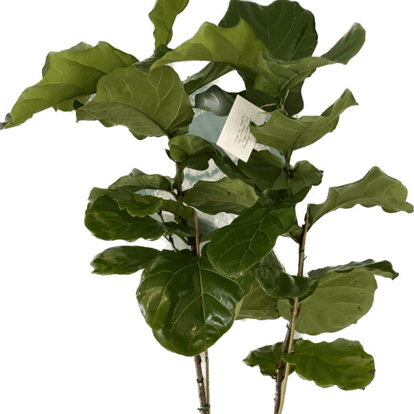 Fiddle Leaf Fig Tree