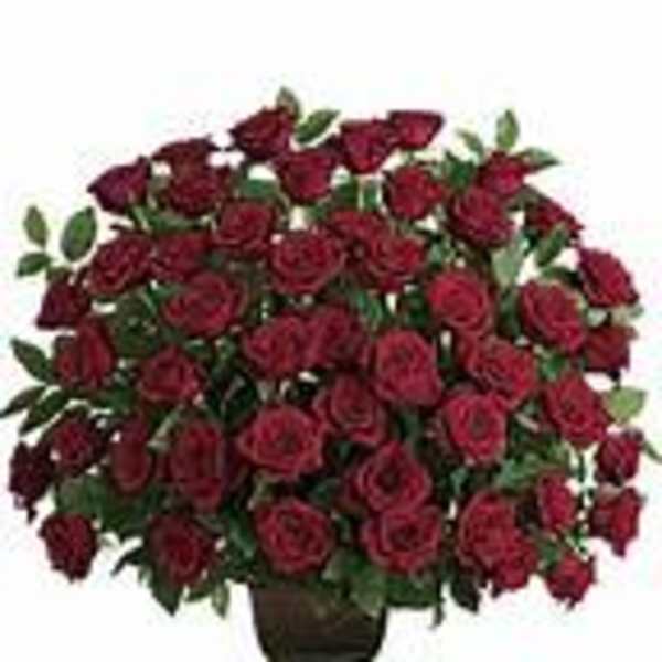 Large bouquet of red roses in a dark vase