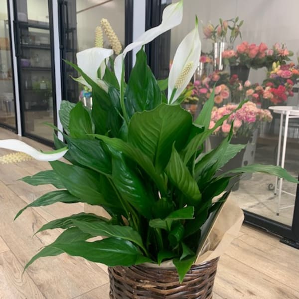 White calla lilies in a woven basket with broad green leaves