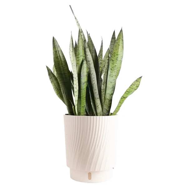 Snake Plant