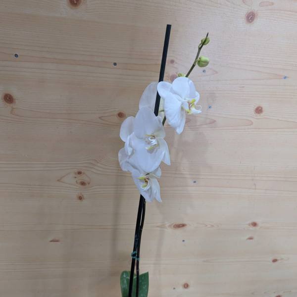 White orchid plant in a white pot with two stems