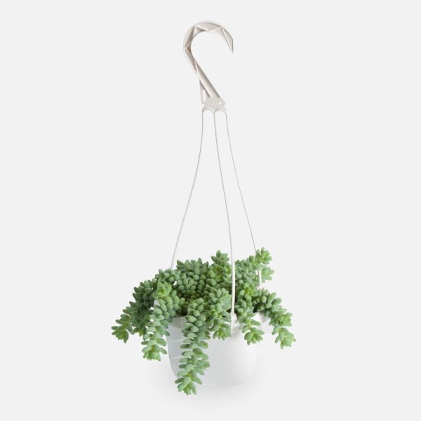 Hanging potted succulent plant with trailing green stems